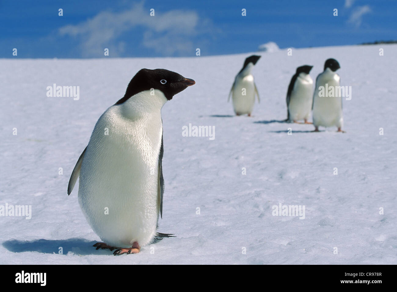 Adelie penguins (Pygoscelis adeliae) on snow, Antarctica Stock Photo