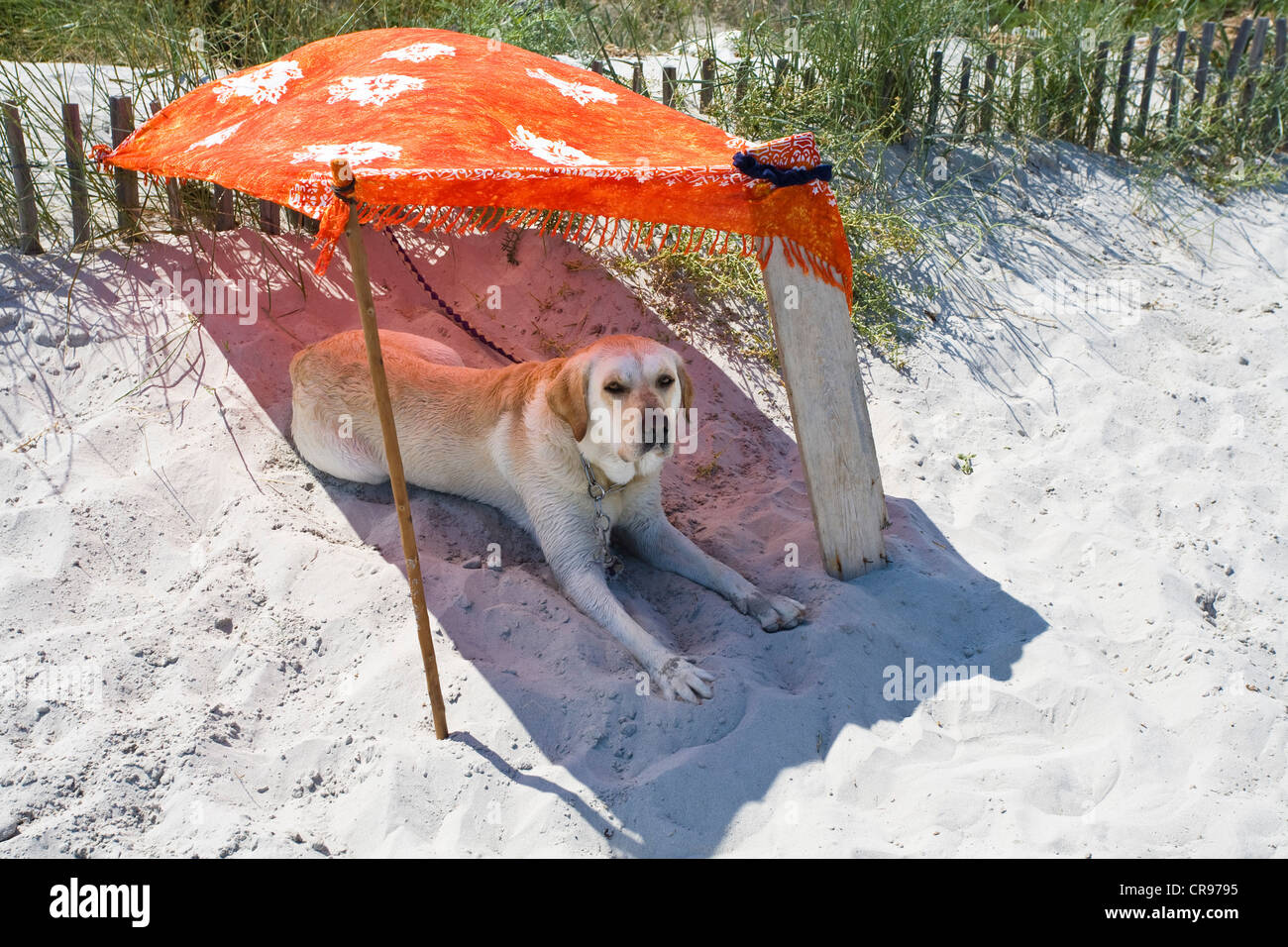 dog beach shade