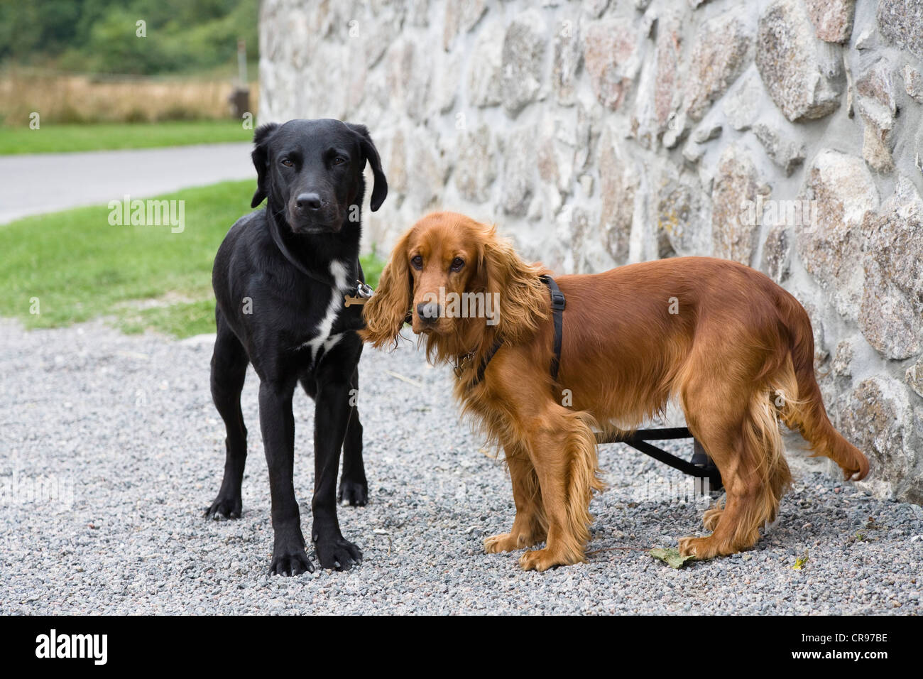 Pet dogs, black Labrador and Cocker Spaniel, Bornholm, Denmark Stock Photo