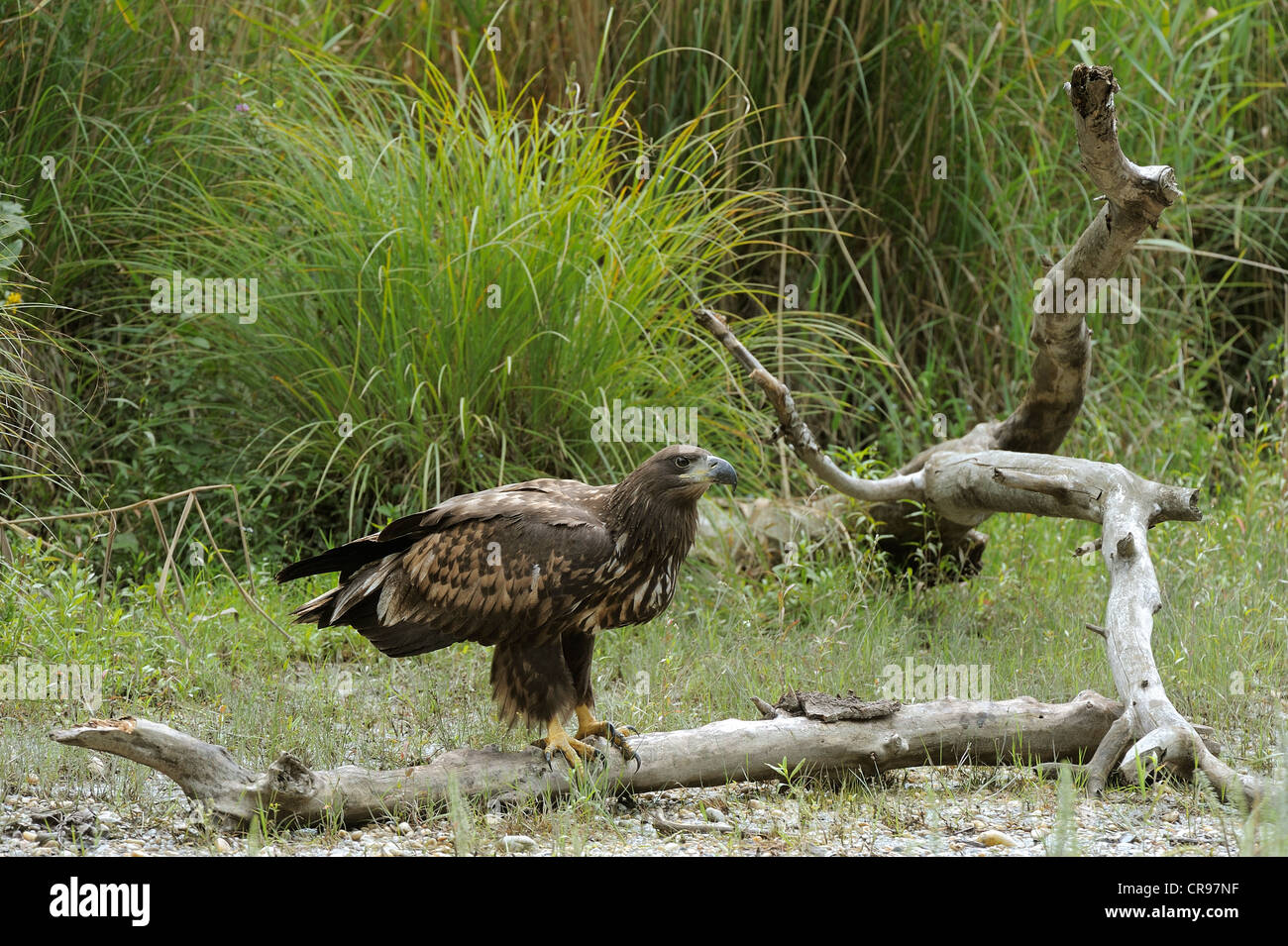 White-tailed Eagle (Haliaeetus albicilla), juvenile, Lower Austria, Austria, Europe Stock Photo