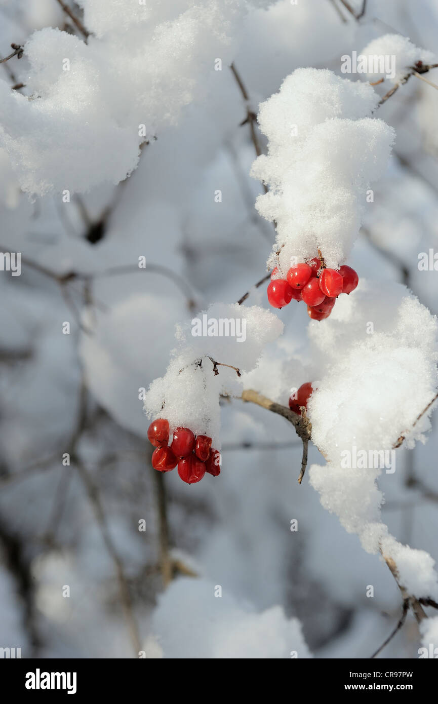 Red berries, Common Snowball (Viburnum opulus), snow, Danube wetlands, Donau Auen National Park, Lower Austria, Austria, Europe Stock Photo