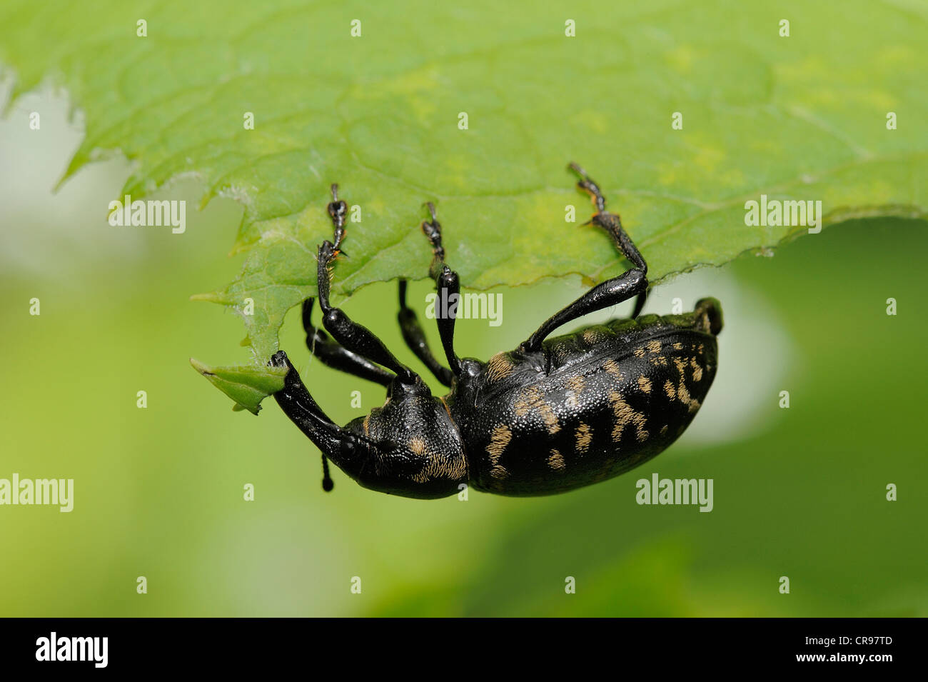 Black Vine Weevil (Otiorhynchus sulcatus), Radenthein, Carinthia, Austria, Europe Stock Photo