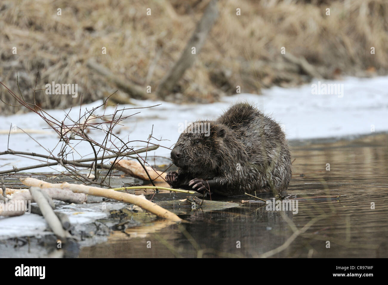European Beaver (Castor fiber), winter, Danube wetlands, Donau Auen National Park, Lower Austria, Austria, Europe Stock Photo