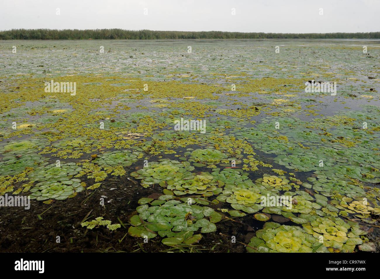 Water caltrop or Water chestnut (Trapa natans), Danube Delta, Romania, Europe Stock Photo