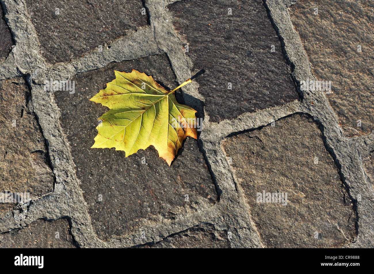 Maple leaf (Acer) on cobble stones Stock Photo