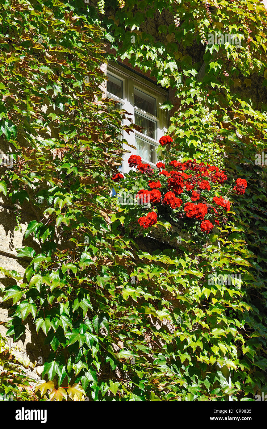 Window with Japanese Creeper or Boston Ivy (Parthenocissus tricuspidata) and Geraniums (Pelargonium) in Munich, Bavaria Stock Photo