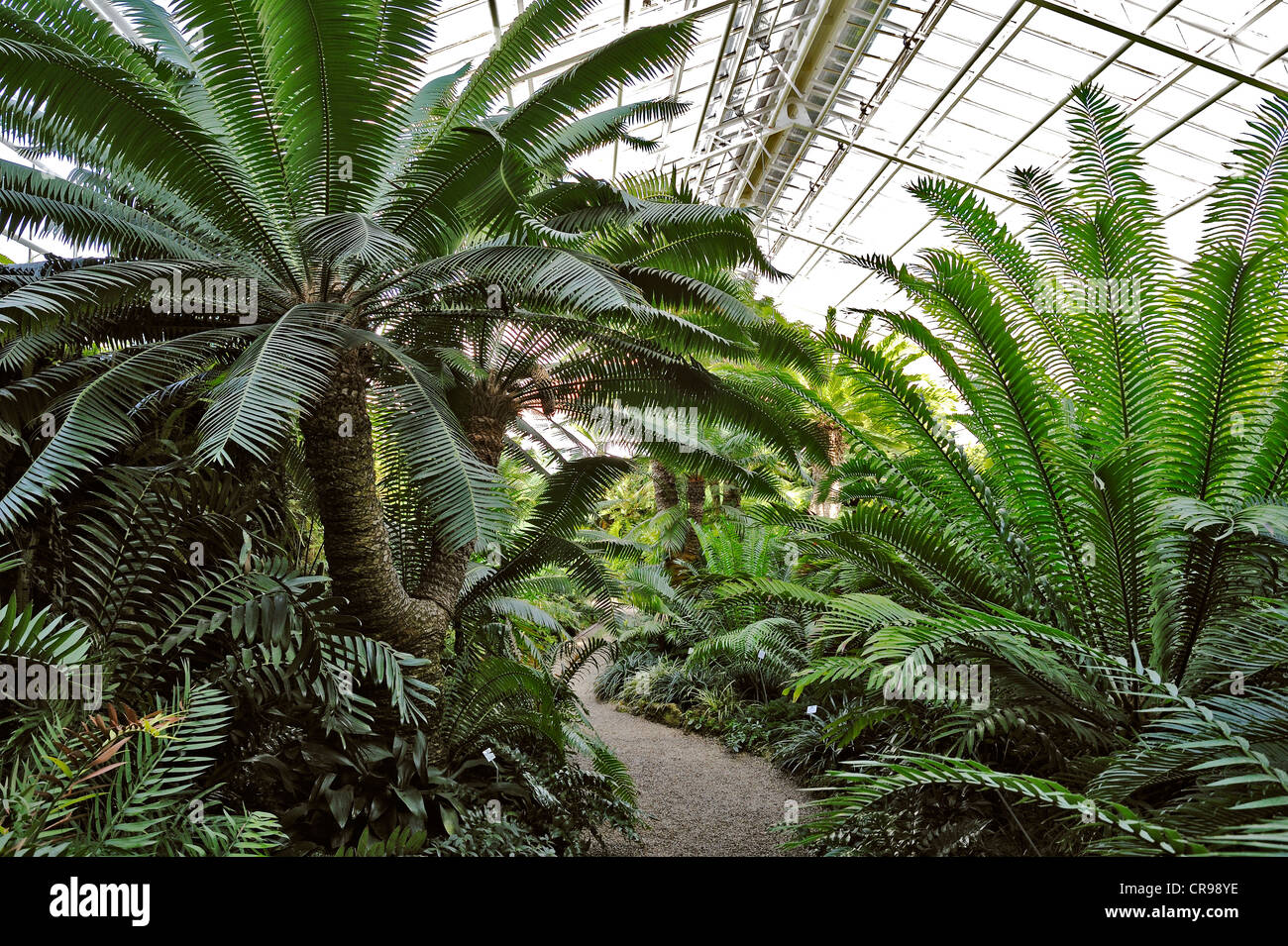 Kwango Giant Cycad (Encephalartos laurentianus), Botanical Garden, Munich, Bavaria, Germany, Europe Stock Photo