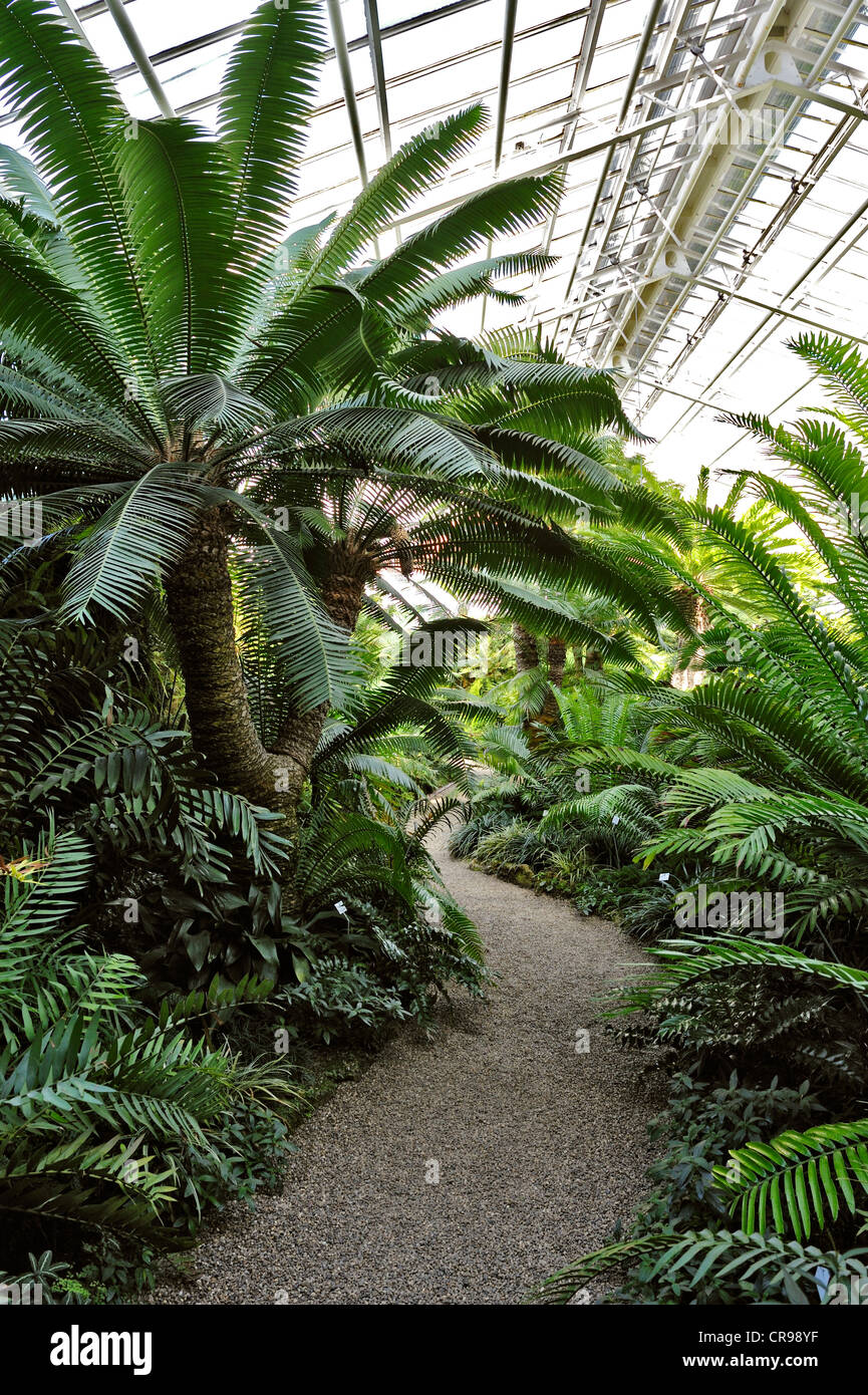 Kwango Giant Cycad (Encephalartos laurentianus), Botanical Garden, Munich, Bavaria, Germany, Europe Stock Photo