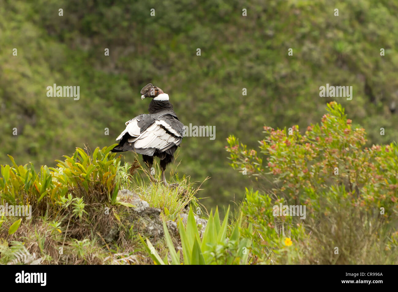 Andean Condor Shot In Ecuadorian Highlands At About 1800M Altitude Stock Photo