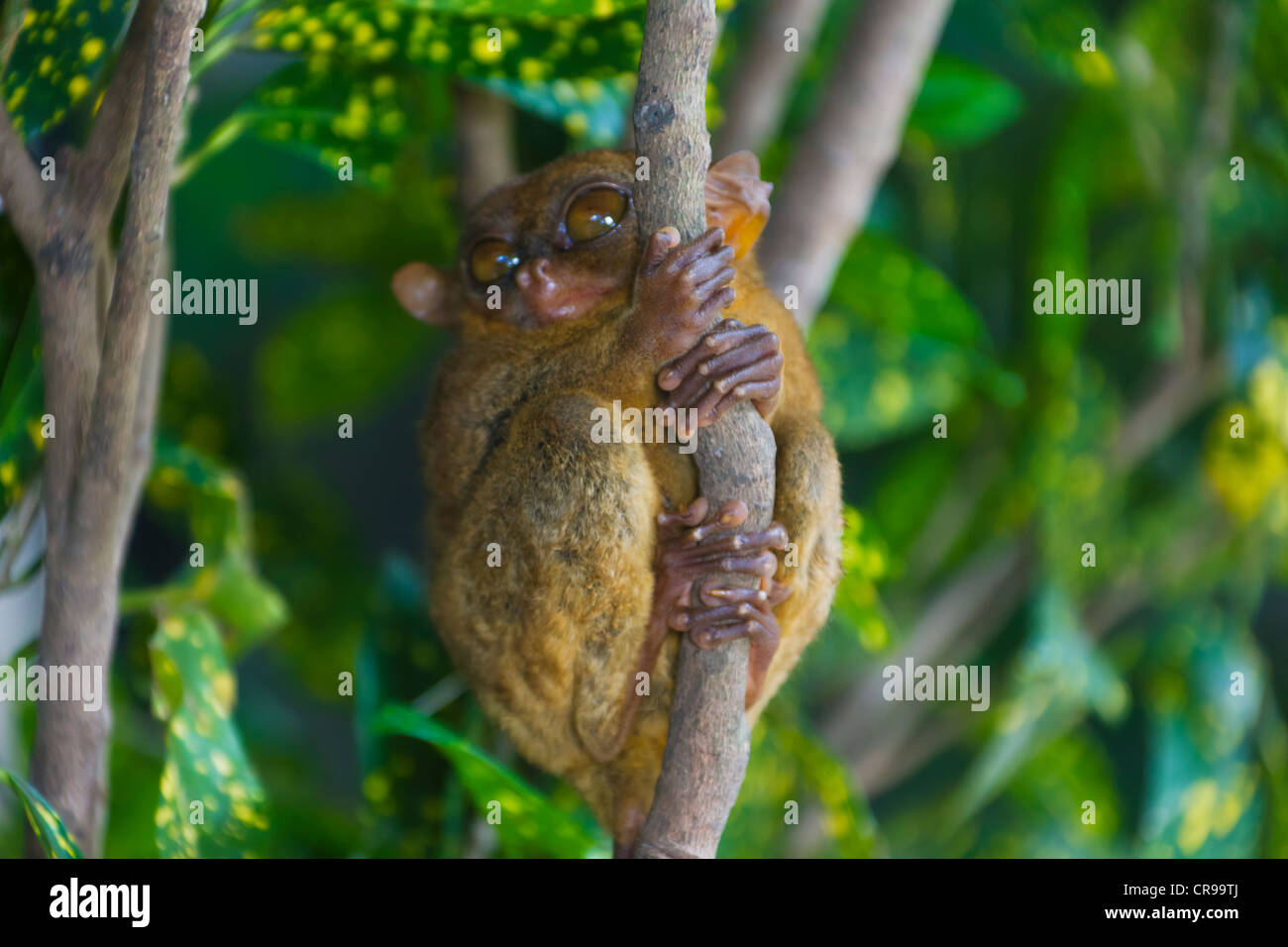 Filipino Tarsier Hi-res Stock Photography And Images - Alamy