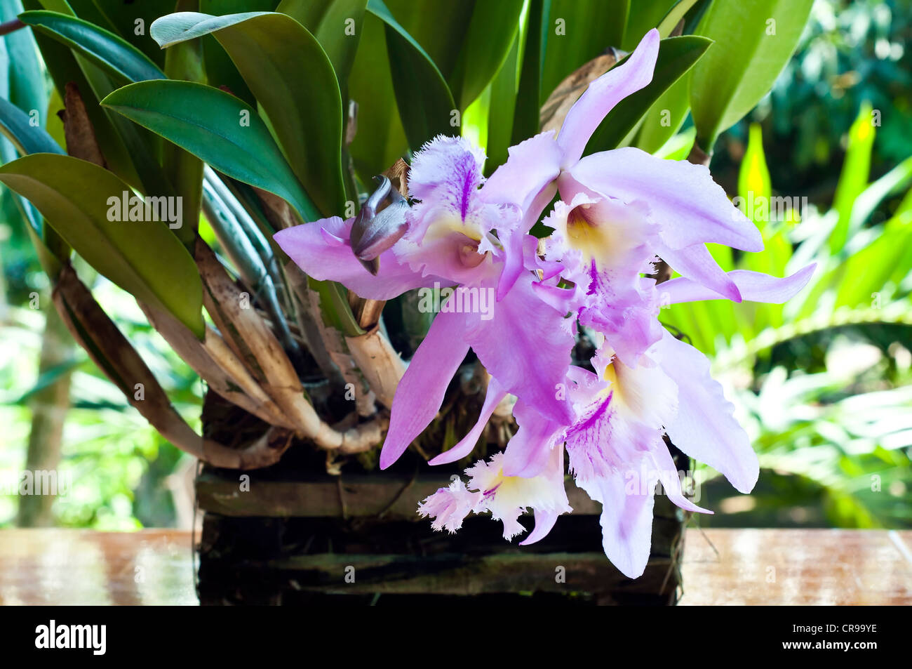 Cattleya orchid. Stock Photo
