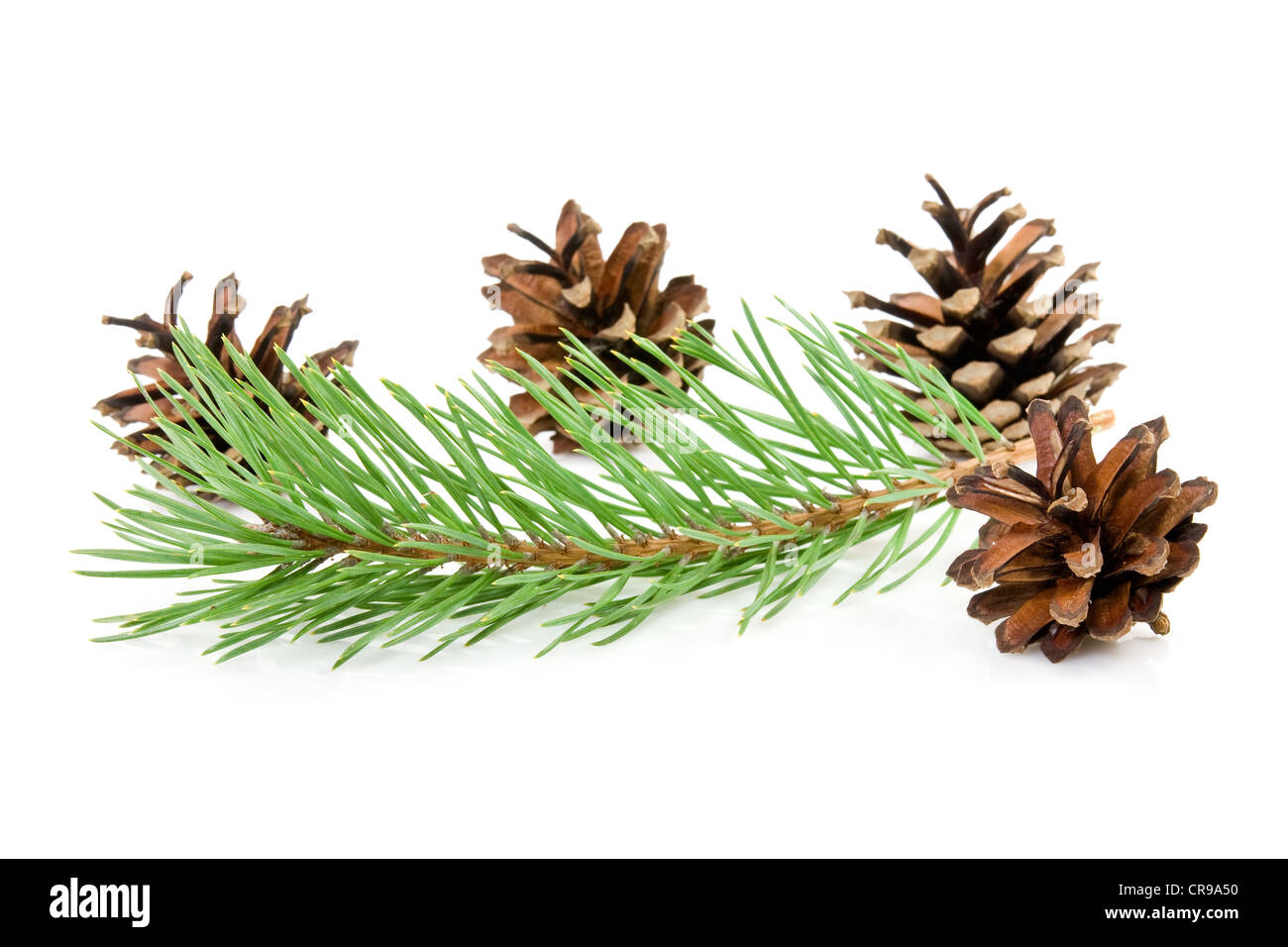cones and green pine branch on a white background Stock Photo - Alamy