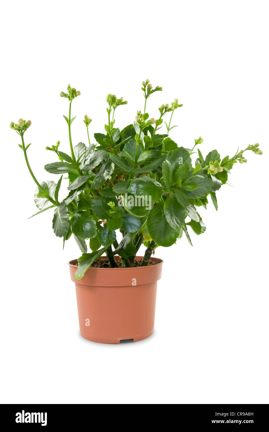 house plant in a pot, isolated on white background Stock Photo - Alamy