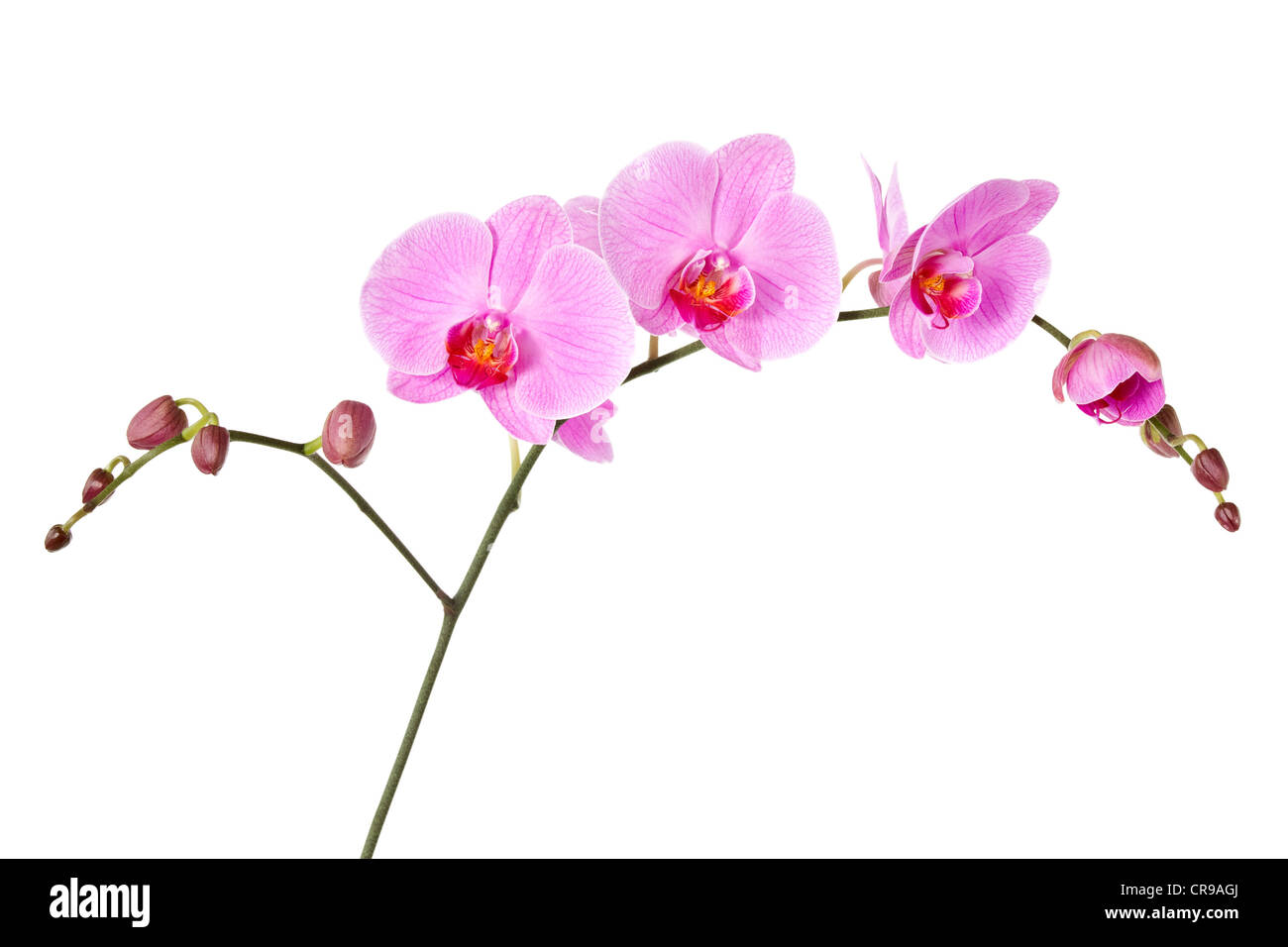 Pink orchid isolated on a white background Stock Photo - Alamy