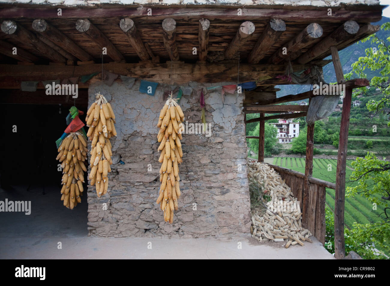 Corn tied together hi-res stock photography and images - Alamy