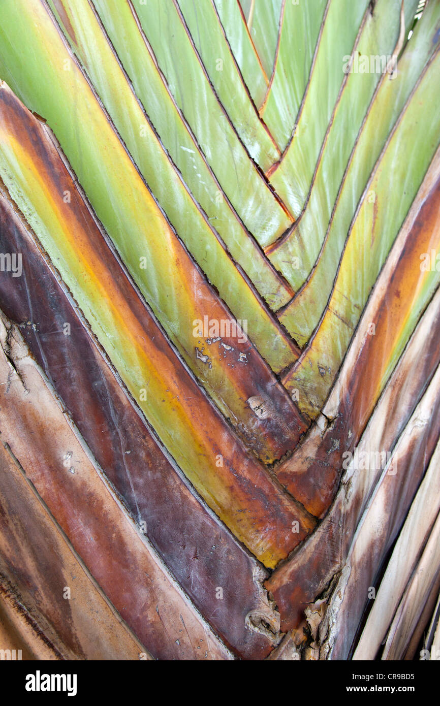 Detail of Traveller's Palm leaves, Repulse Bay, Hong Kong Stock Photo