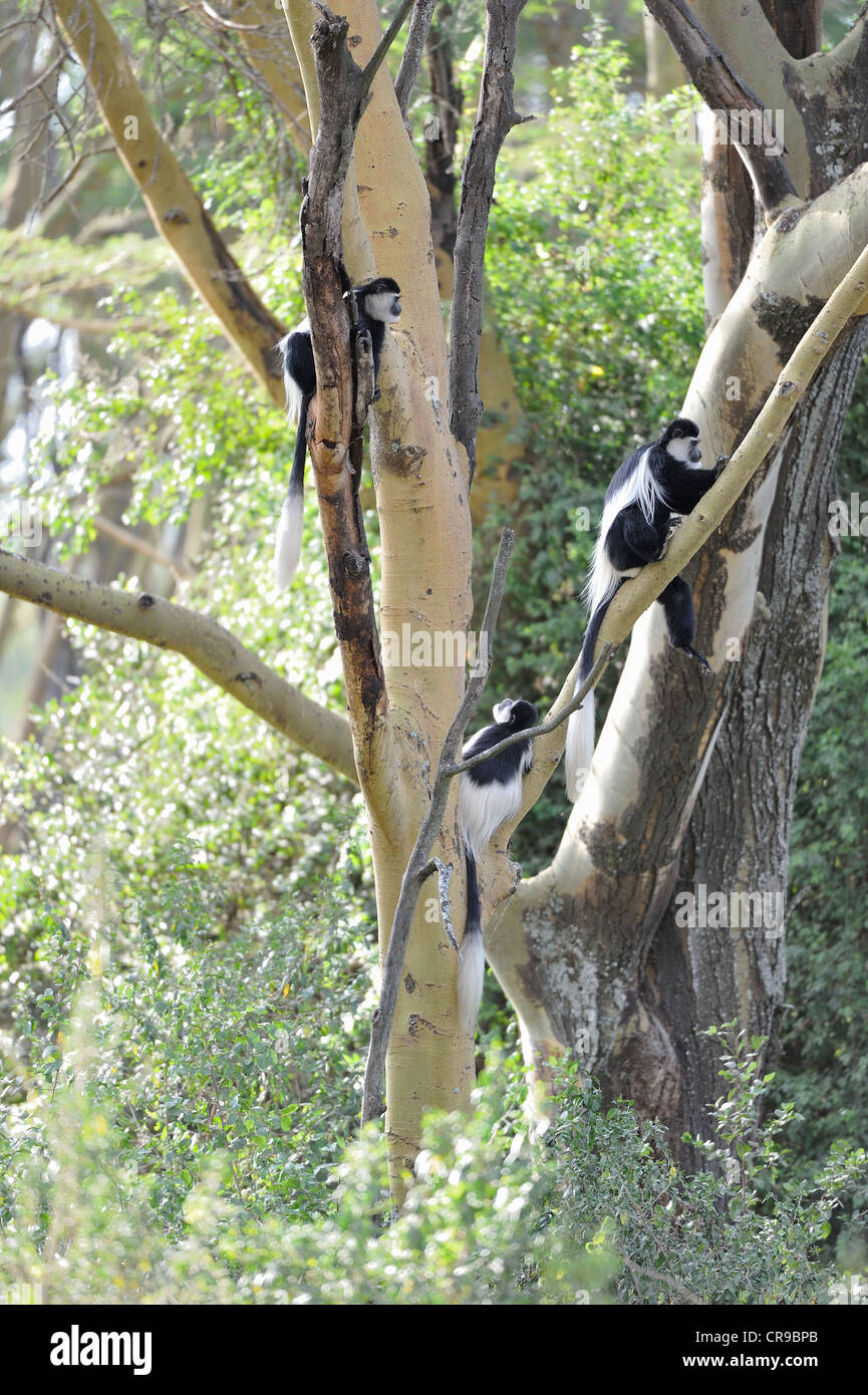 Guereza colobus Eastern blackandwhite colobus Mantled guereza