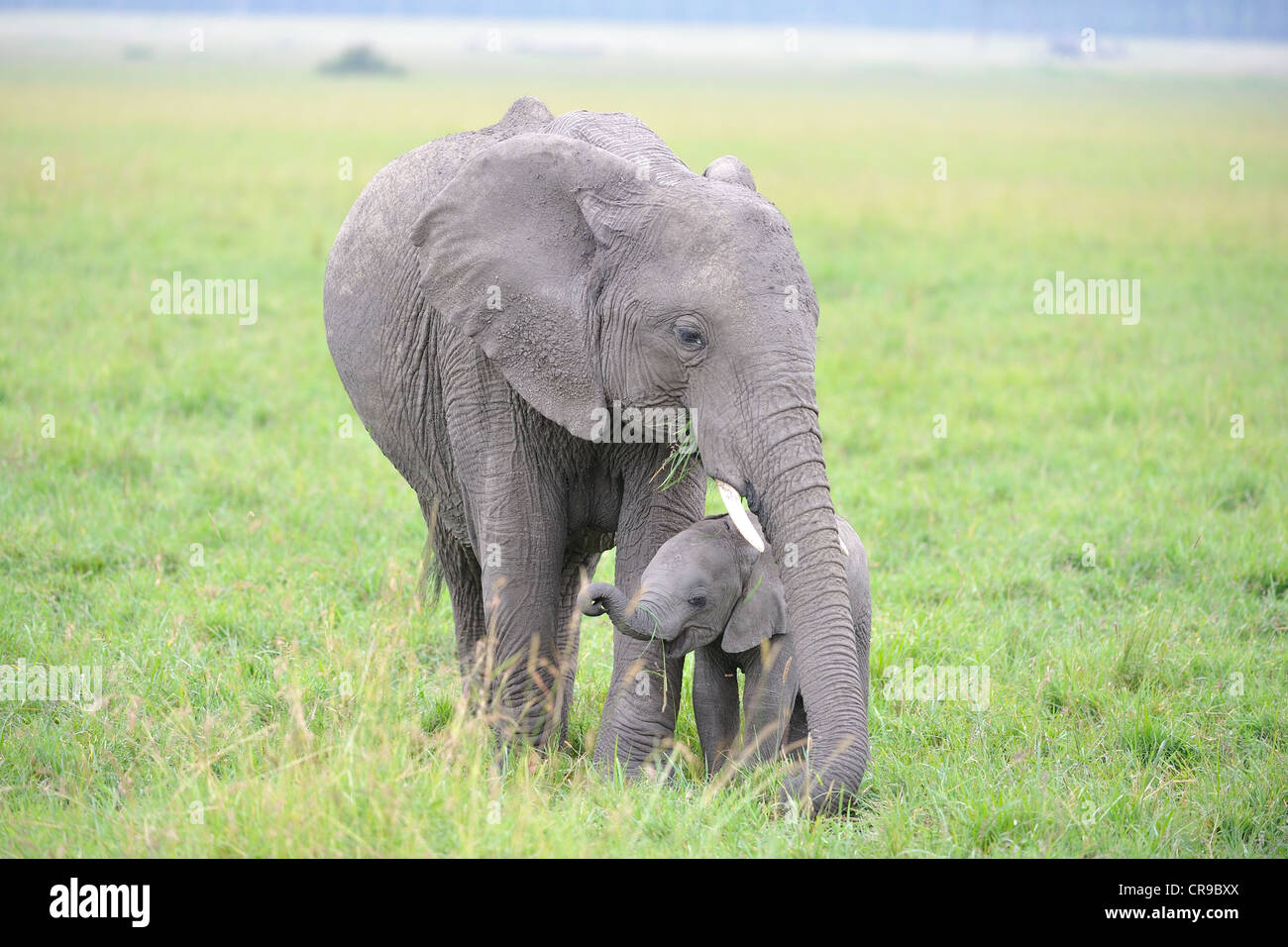 African bush elephant - Savanna elephant - Bush elephant (Loxodonta africana) mother & calf grazing in a marsh Masai Mara Stock Photo