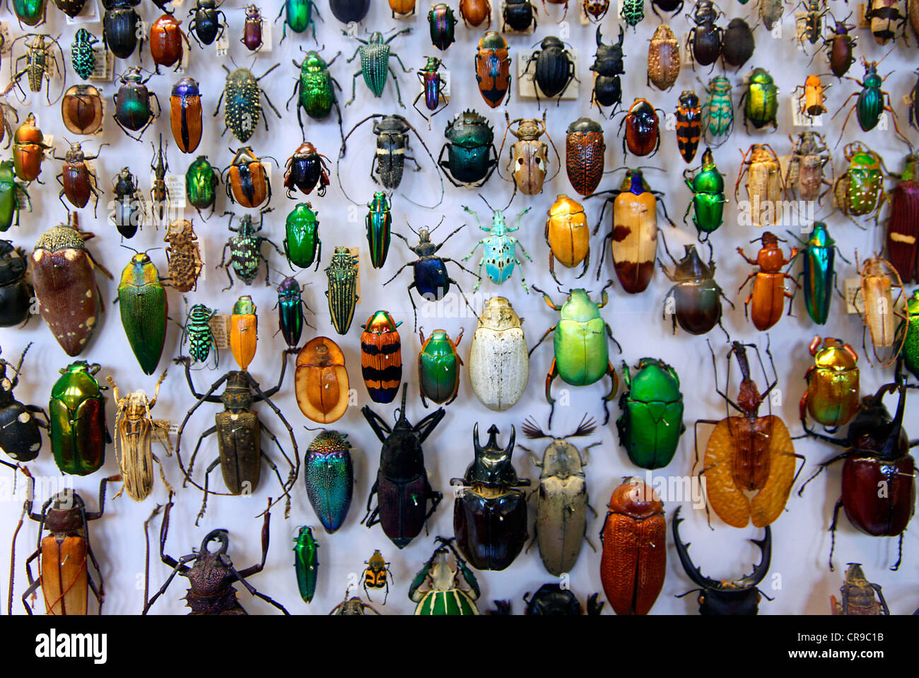Collection of beetles from around the world, the Oxford University Museum of Natural History, Oxford Stock Photo