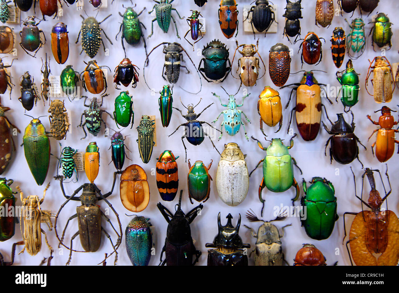 Collection of beetles from around the world, the Oxford University Museum of Natural History, Oxford Stock Photo
