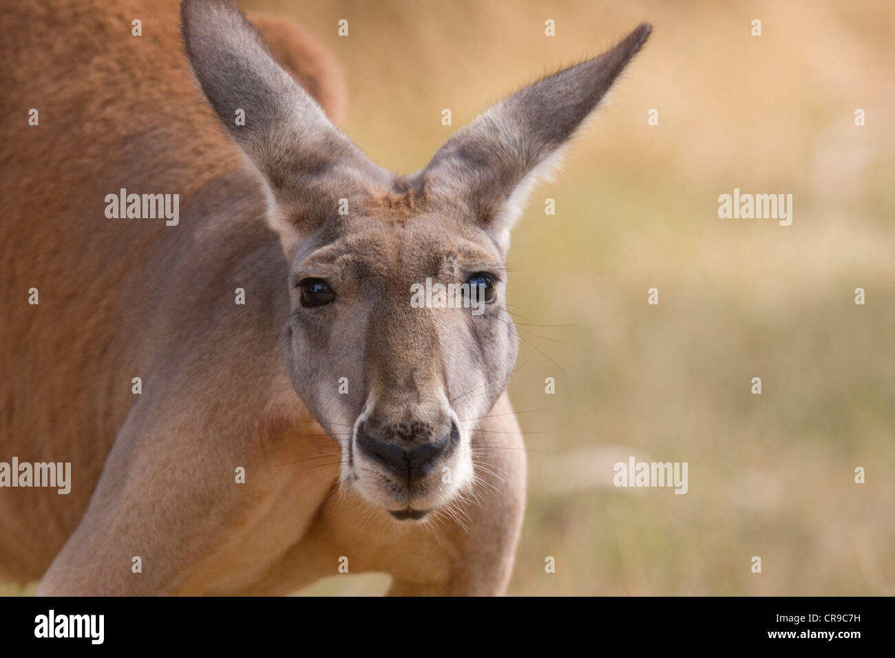 Kangaroo looks directly forwards the camera, Australia Stock Photo