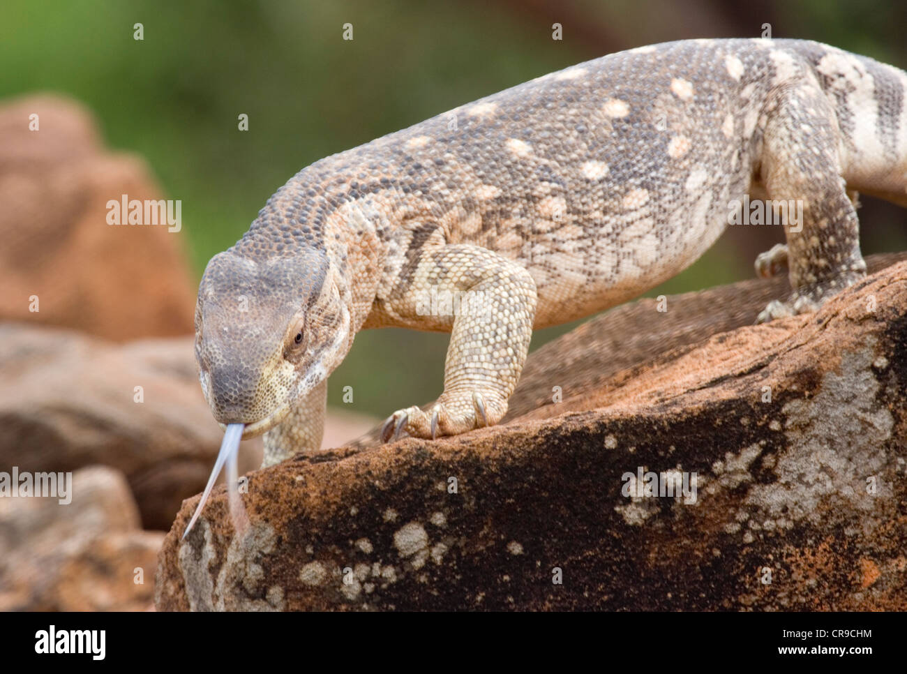 Savanna Monitor Lizard Stock Photo Alamy