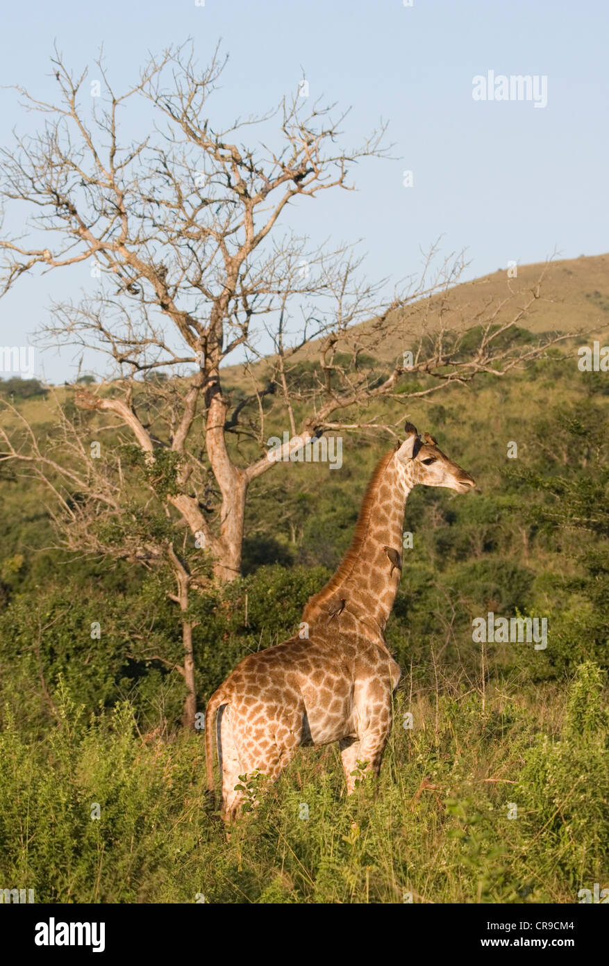 Giraffe in the Evening Sun Stock Photo