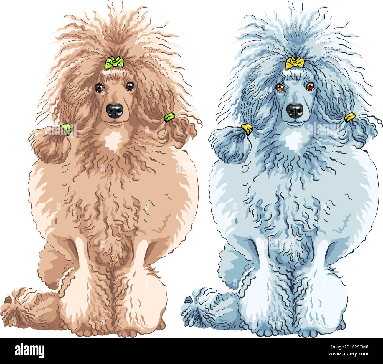 vector color sketch of the dog brown and white Poodle breed sitting ...