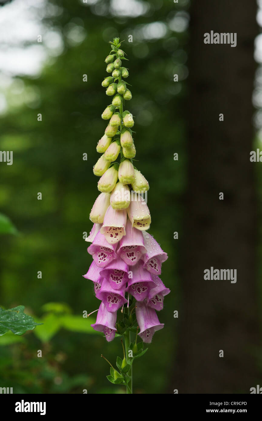 Foxglove in forest setting and after rain Stock Photo - Alamy