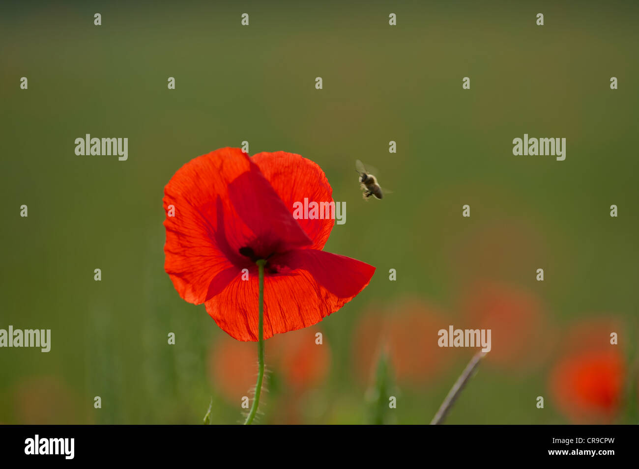 Poppies in the field with bee approaching in flight Stock Photo