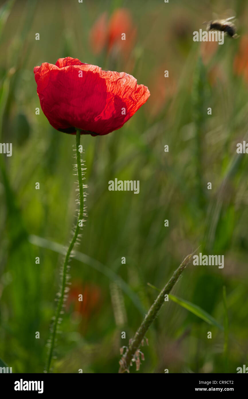 Poppies in field bee flying hi-res stock photography and images - Alamy