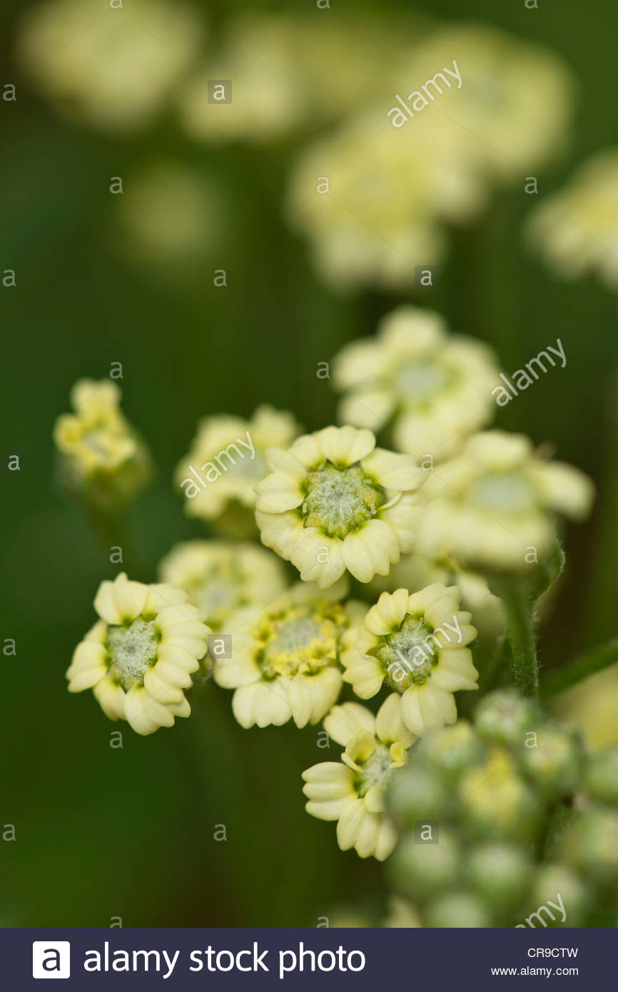 Mace Myristica Fragrans Stock Photos & Mace Myristica Fragrans Stock