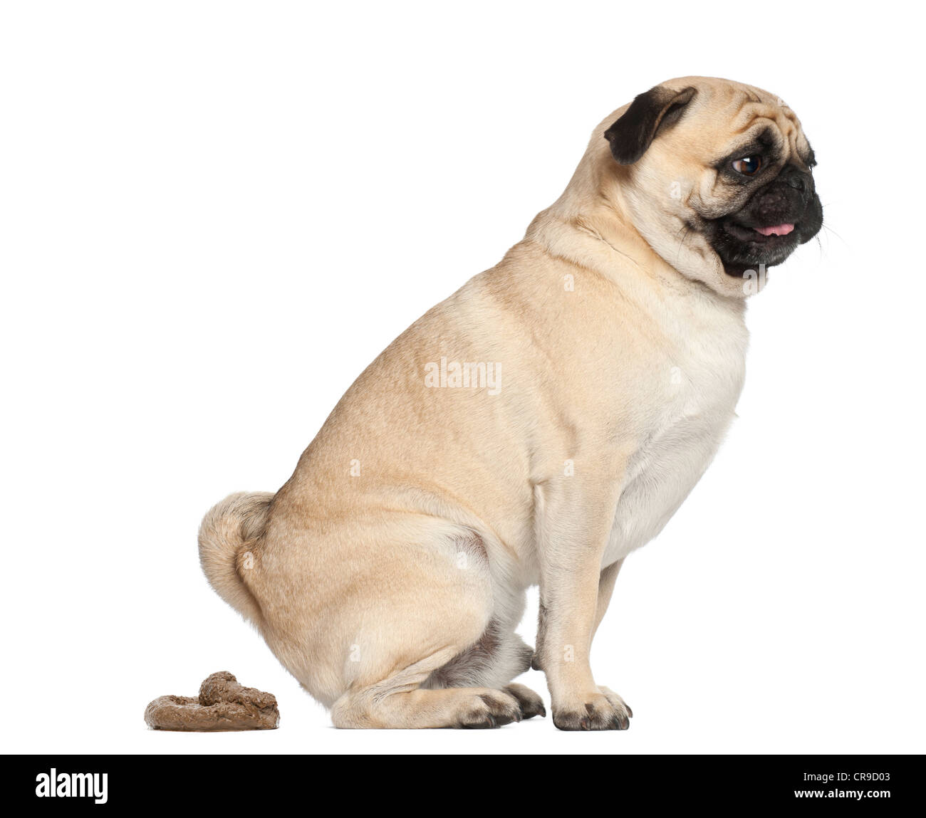 Pug, 3 years old, defecating against white background Stock Photo