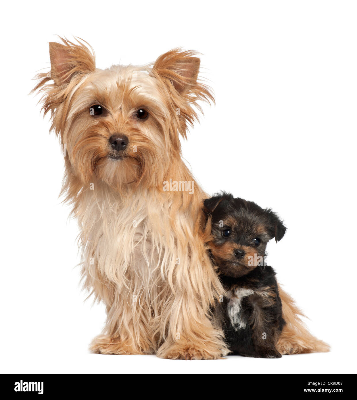 Black and tan best sale yorkies