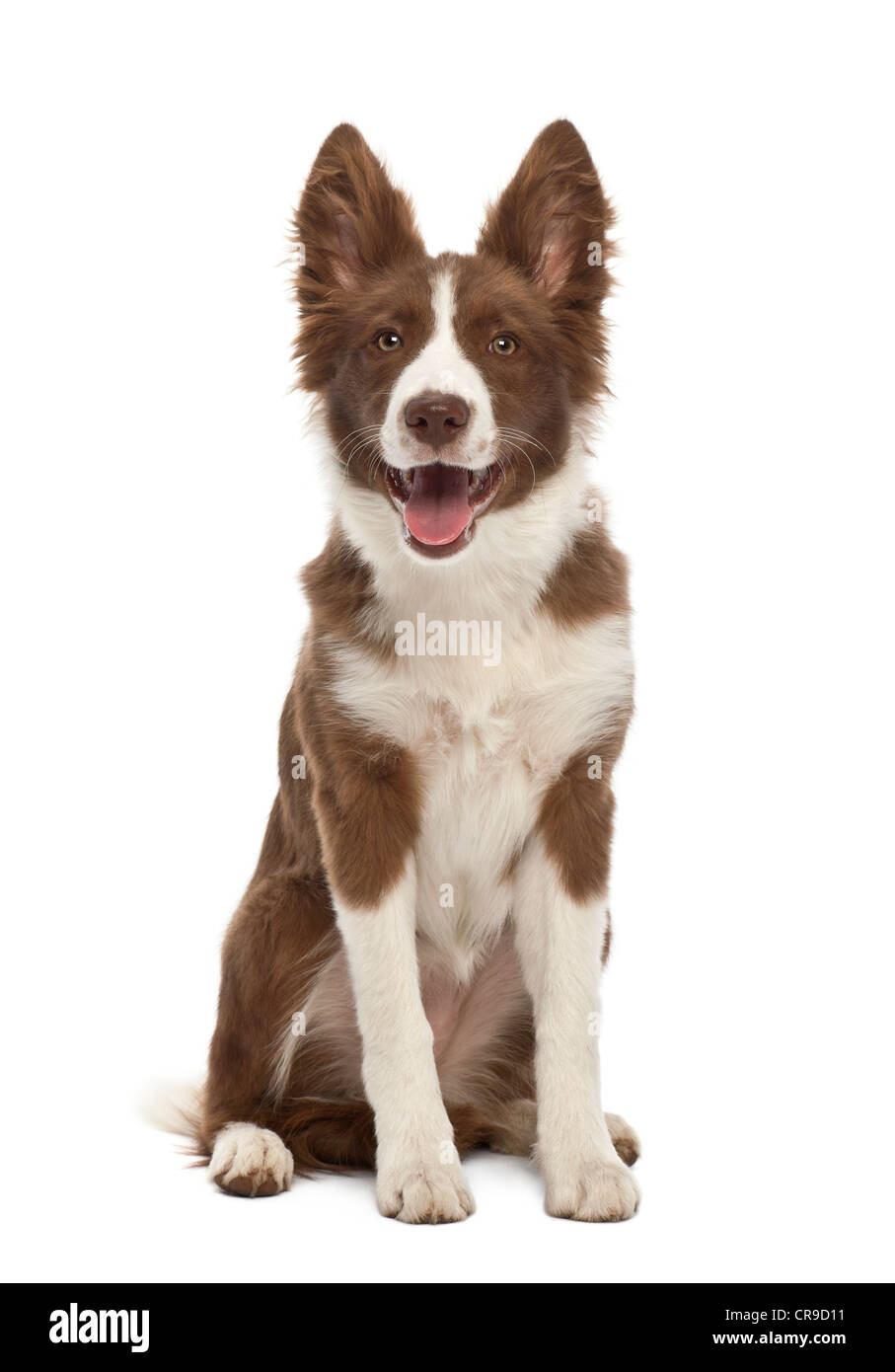 Border Collie puppy, 5 months old, sitting against white background Stock Photo