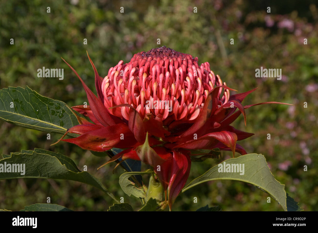 NSW Waratah flower Stock Photo