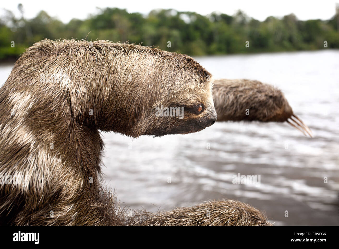 Sloth next to Amazon river in Brazil Stock Photo