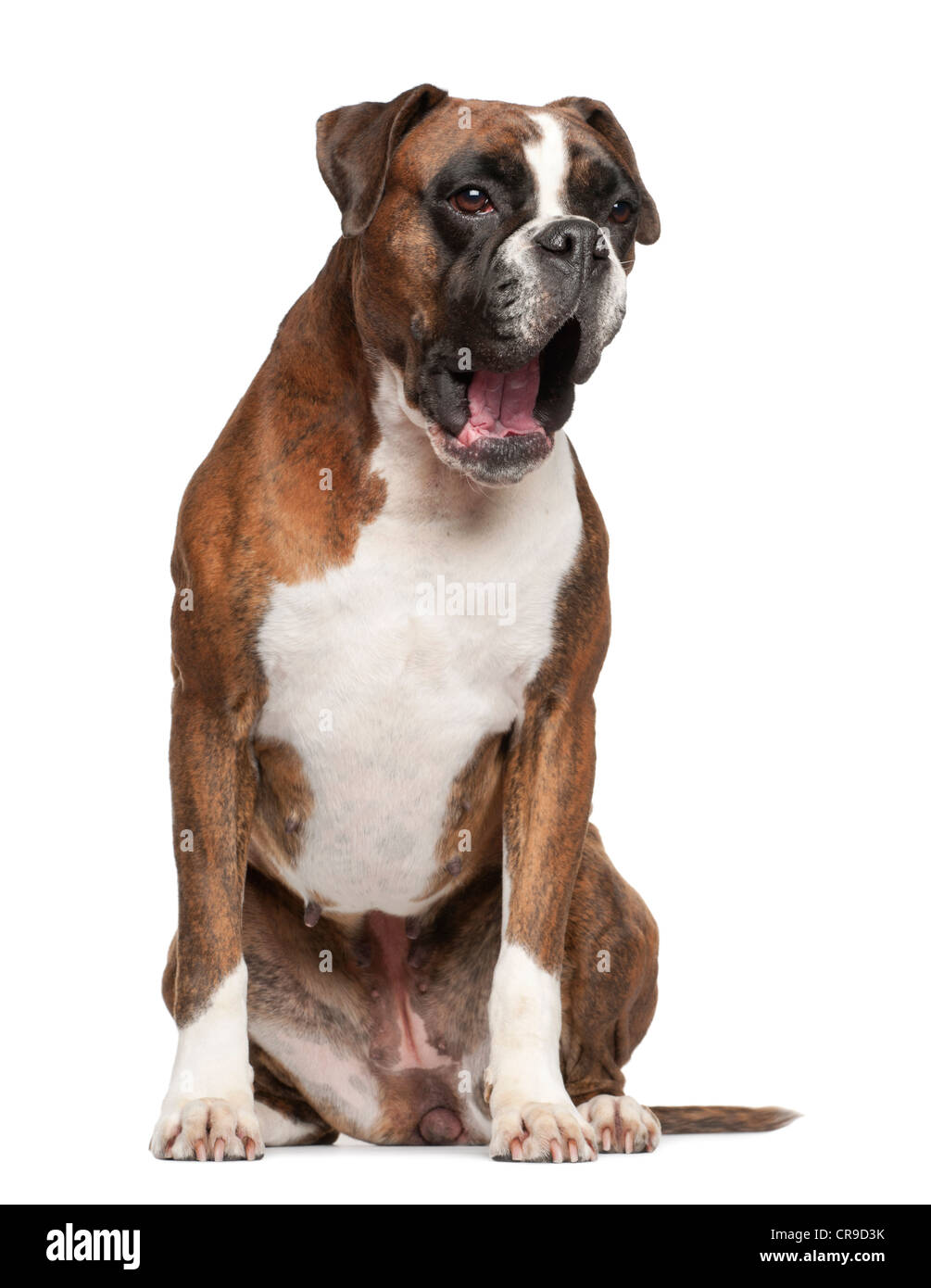 Boxer, 3 years old, barking against white background Stock Photo