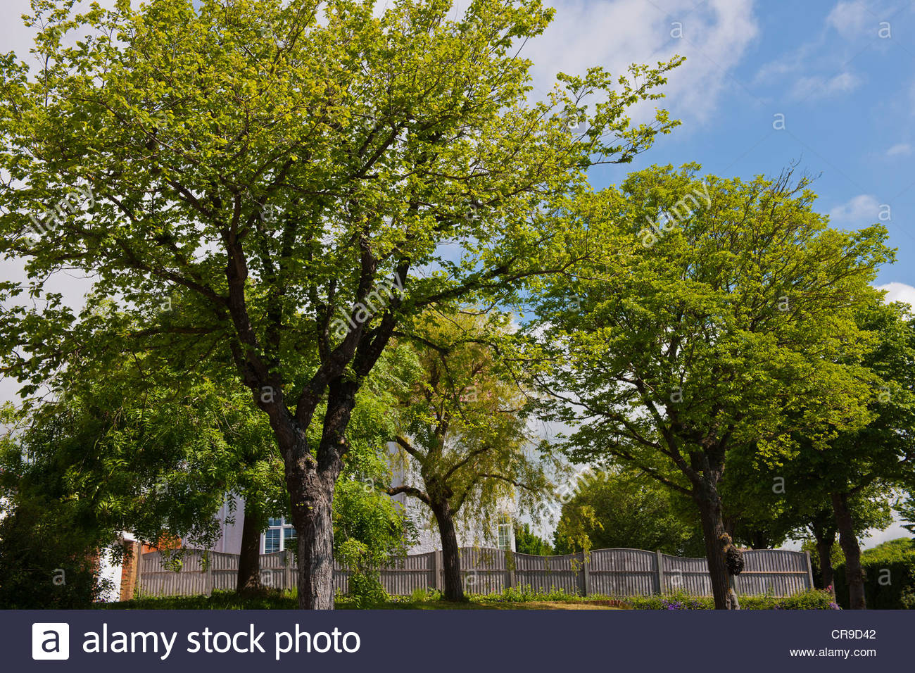 Ulmus minor Field elm Stock Photo 48765698 Alamy