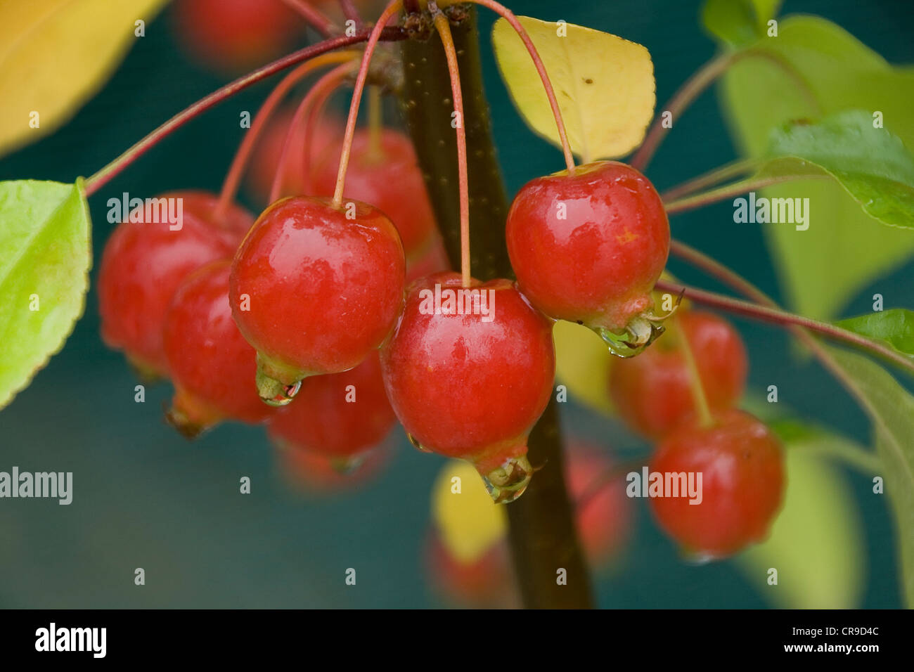 Brilliant red fruit of a crab apple plant Stock Photo