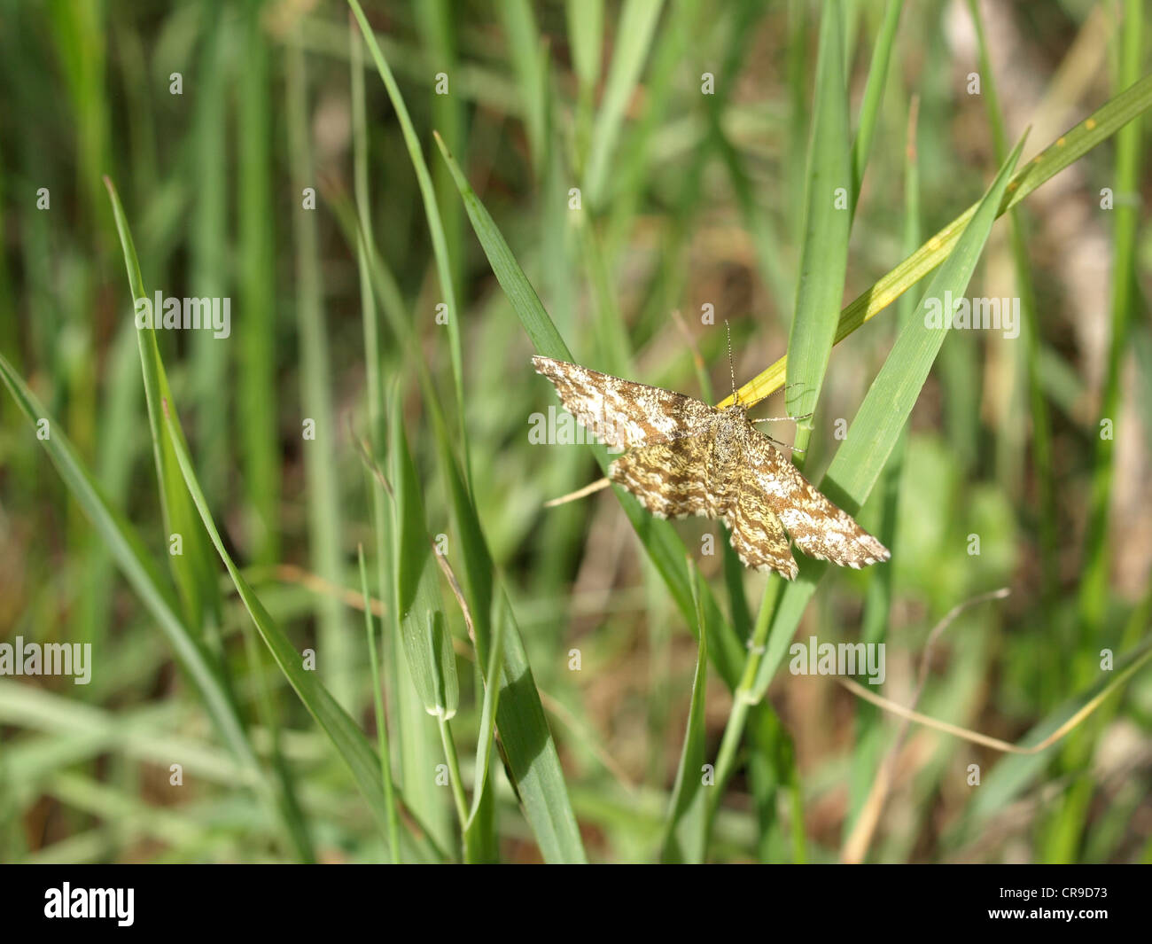 butterfly / flying insect / Schmetterling / Fluginsekt Stock Photo
