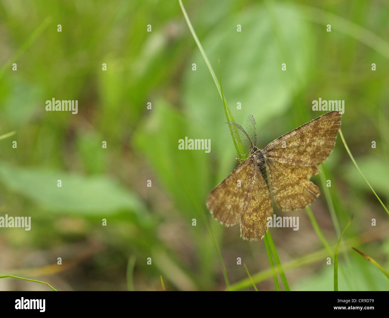 butterfly / flying insect / Schmetterling / Fluginsekt Stock Photo