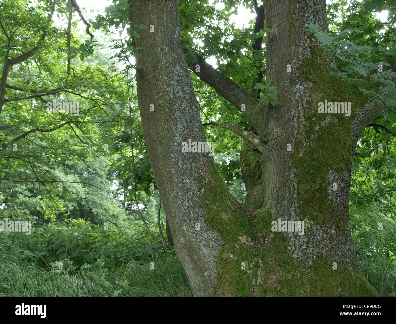 big old oak tree / großer alter Eichenbaum Stock Photo