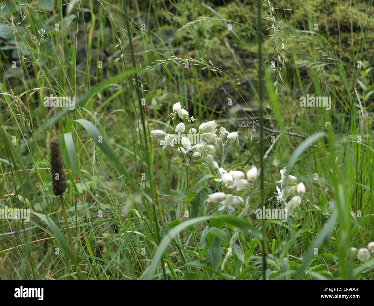 Bladder campion / Silene vulgaris / Taubenkropf-Leimkraut Stock Photo
