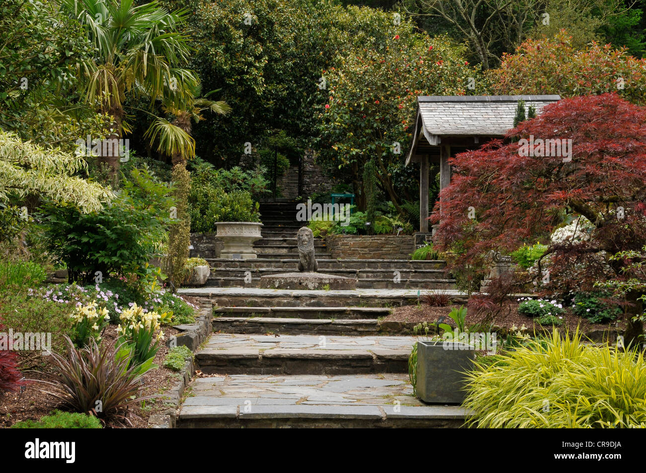 A landscape image of crazy paved steps lined with exotic plants and trees leading to statue and shelter in Rosemoor Gardens. Stock Photo