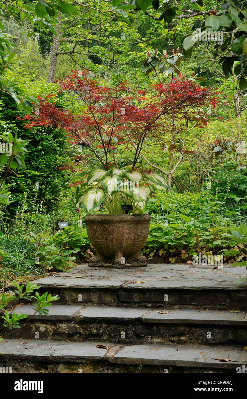 A colorful portrait image of a large potted plant at the top of three steps, and against green foliage. Stock Photo