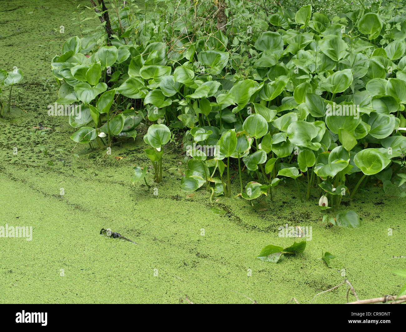 Calla, bog arum, marsh calla / Calla palustris / Sumpf-Calla, Drachenwurz Stock Photo