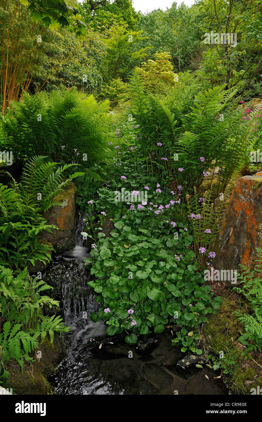 Portrait image of colorful shrubs and plants round mini waterfall in RHS Rosemoor Gardens,Devon,UK Stock Photo