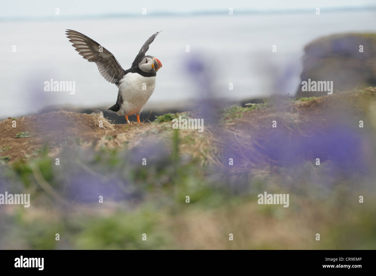 Puffin with wings spread and bluebells in the foreground.  Island of Lunga, Scotland. Stock Photo