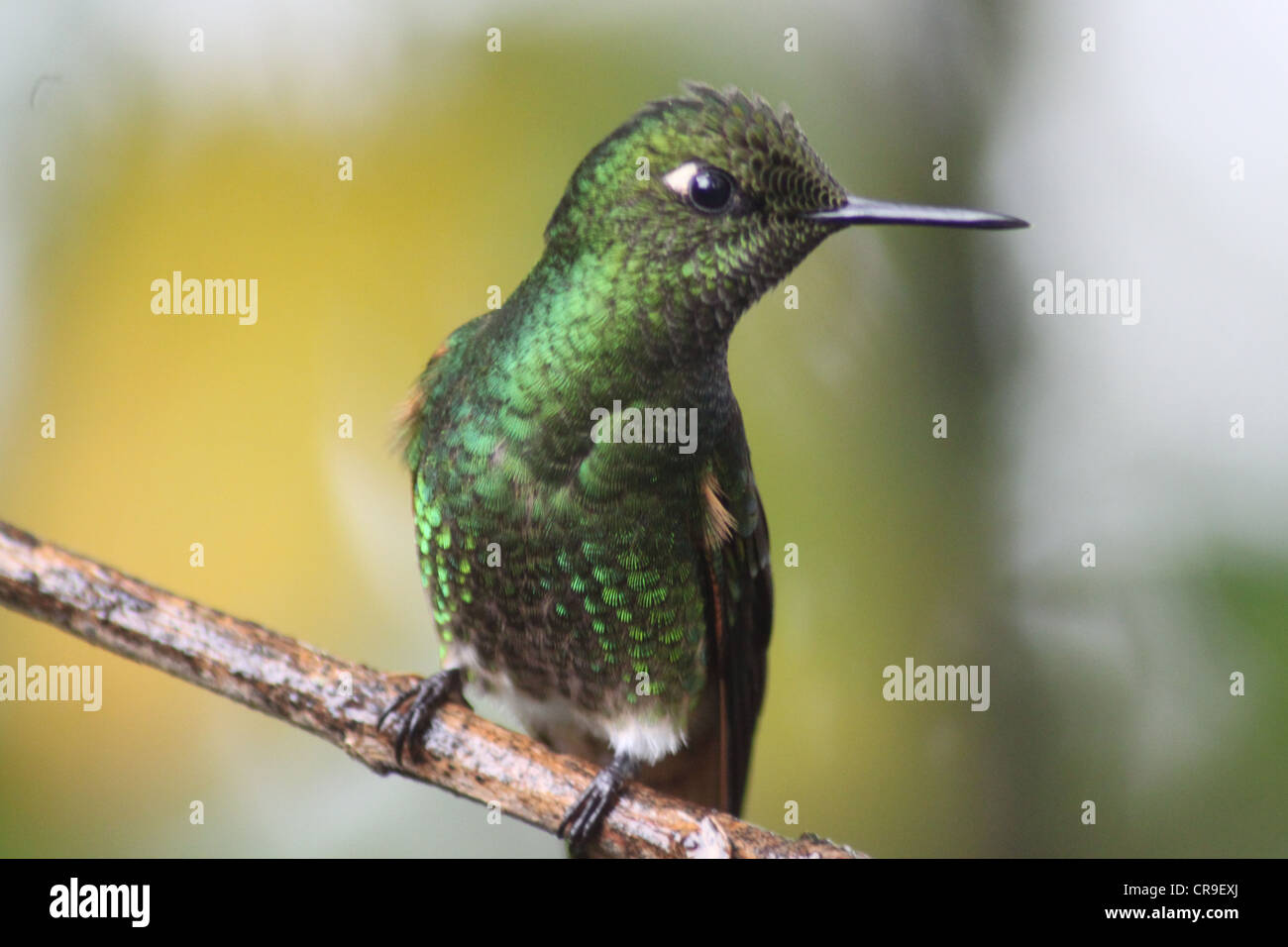 Moss green humming bird on perch looking to right Stock Photo